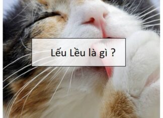 Lếu lều là gì và hàm nghĩa thực sự của thuật ngữ này Lếu lều là gì mà lại có sức hút đến vậy?